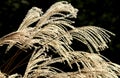 Shining Golden Arch of Silver Grasses under Sunlight