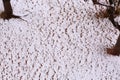 Snow Fields with Trees and Grasses