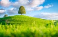 Nature. Landscape in summertime. Tree on top of the hill. Fields and pastures. Royalty Free Stock Photo
