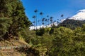 Nature landscape of tall wax palm trees in Valle del Cocora Valley. Salento, Quindio department. Colombia mountains landscape. Royalty Free Stock Photo