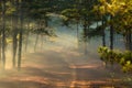 Nature Landscape with A Vanishing Track Through A Pine Forest in The Morning Fog and Bright Sun Rays Royalty Free Stock Photo