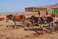 Nature landscape view of the Flaming Mountain and camel in Turpan Xinjiang Province China