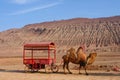 Nature landscape view of the Flaming Mountain and camel in Turpan Xinjiang Province China