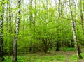 Nature landscape view of a green forest jungle on spring season with green trees and leaves. Peaceful tranquil outdoor scenery Royalty Free Stock Photo