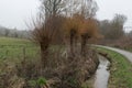 Nature landscape view over bare pollard willows, the small Molenbeek creek and a walking trail