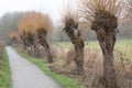 Nature landscape view over bare pollard willows, the small Molenbeek creek and a walking trail