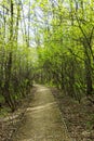 Nature landscape view of a pathway in a green forest on spring times with green leaves and trees Royalty Free Stock Photo