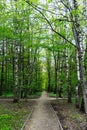 Nature landscape view of a pathway in a green forest on sunny spring summer daytime with green leaves and trees photo