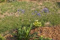 Nature landscape view of some green-purple outdoor plants on dry soil.