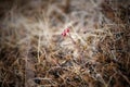 Nature landscape wiled rose closeup dry driedplant rosehip