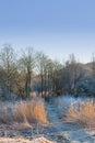 Nature, landscape and woods with trees or winter on frozen morning for weather, climate and cold season. Denmark, snow Royalty Free Stock Photo