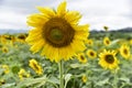 Picture garden of Sunflower Farm Khao Yai Thailand Royalty Free Stock Photo