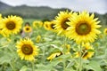 Picture garden of Sunflower Farm Khao Yai Thailand Royalty Free Stock Photo