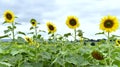 Picture garden of Sunflower Farm Khao Yai Thailand Royalty Free Stock Photo