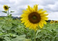 Picture garden of Sunflower Farm Khao Yai Thailand Royalty Free Stock Photo