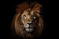 Animal large cat big dark front face portrait predator nature africa lion Royalty Free Stock Photo