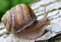 In nature, the large snail Helix lucorum Royalty Free Stock Photo