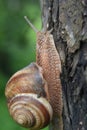 In nature, the large snail Helix lucorum Royalty Free Stock Photo