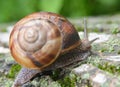 In nature, the large snail Helix lucorum Royalty Free Stock Photo