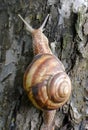 In nature, the large snail Helix lucorum Royalty Free Stock Photo