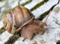 In nature, the large snail Helix lucorum Royalty Free Stock Photo