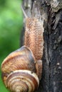In nature, the large snail Helix lucorum Royalty Free Stock Photo