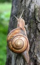 In nature, the large snail Helix lucorum Royalty Free Stock Photo