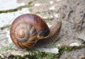 In nature, the large snail Helix lucorum Royalty Free Stock Photo