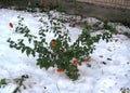 blooming bush of chrysanthemums covered with the first snow