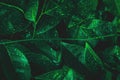Nature leaf with dew on dark forest background. Rainforest environment. Royalty Free Stock Photo