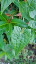 Nature leaf of sirih in the garden