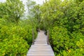 Nature learning path, made from wooden, and walk through Ceriops tagal forest Royalty Free Stock Photo