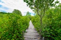 Nature learning path, made from wooden, and walk through Ceriops tagal forest Royalty Free Stock Photo