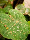 Nature and leave with water drops and colourways Royalty Free Stock Photo