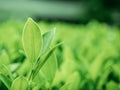 Nature of leaves close-up on green and dark background.