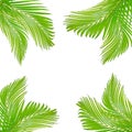 nature leaves frame for text made from green palm leaf isolated Royalty Free Stock Photo