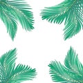 nature leaves frame for text made from green palm leaf isolated Royalty Free Stock Photo