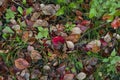 nature leaves grass red leaves autumn defoliation