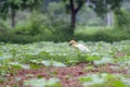 Bird Royalty Free Stock Photo