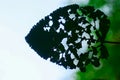 The nature of the leaves have holes , silhouette