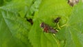 Nature with leeves and a beetle Royalty Free Stock Photo