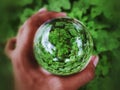 Nature Through A Lensball