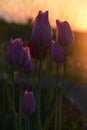 Sleeping flowers in the sunset Royalty Free Stock Photo