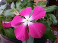 Nature light pink color Beautful Flower of Sri Lanka