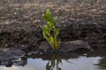 Nature lives after rain.Plant next to its puddle. His short life doesn`t last long.