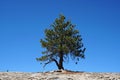 Nature Lonely Single Dry Pine tree on the mountain isolated with blue sky background  - minimal patterns Royalty Free Stock Photo