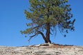 Nature Lonely Single Dry Pine tree on the mountain isolated with blue sky background