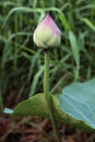 Lotus bud flower pink nature Royalty Free Stock Photo