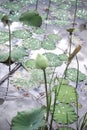 Nature lotus bud flowers Nelumbo nucifera  or pink water lily in pond Royalty Free Stock Photo