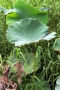 Lotus leaf lily pad and lotus bud Royalty Free Stock Photo